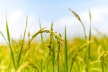Arroz en el arrozal con cielo azul en plantación de Valencia en la Albufera