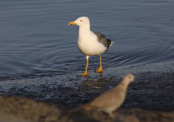 Gaviota en una barca en un puerto de la Isla de Lanzarote, Canarias