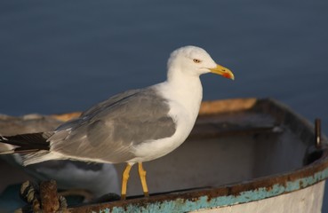 Gaviota en una barca en un puerto de la Isla de Lanzarote, Canarias