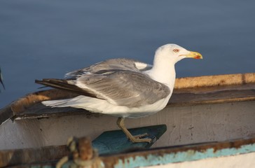 Gaviota en una barca en un puerto de la Isla de Lanzarote, Canarias