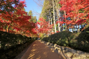 高野山の紅葉