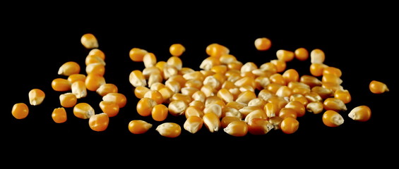 Corn kernels, grains for popcorn isolated on black background