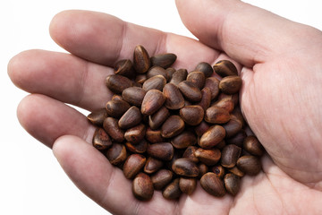 Pine nuts from the cones of Siberian pine in man’s hand. Close-up, studio shot.