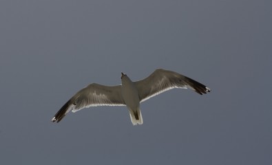 Gaviota Volando 