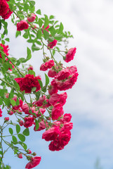 Climbing plants in the garden - red roses