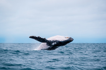 Humpback whale breaching near Isla de la Plata, Ecuador