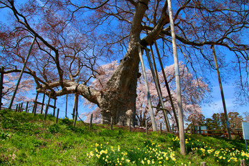 神指城跡の桜と磐梯山（会津若松市）
