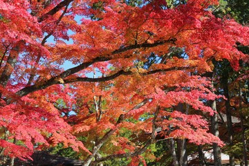 高野山の紅葉