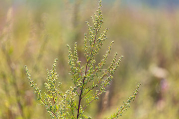 Seeds on a grassy plant in nature