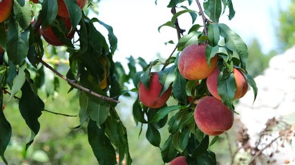 Ripe peaches on branches in a farm garden on a sunny summer day. A light breeze sways the leaves. B-roll in 4K 