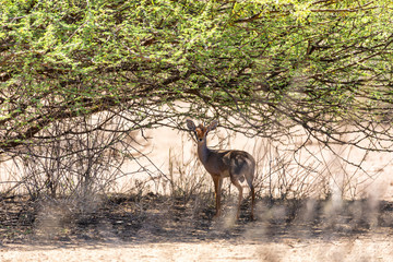 Dik-Dik is one of the smallest and cuttest antelope species of small antelope in the genus Madoqua. Awash national Park, Ethiopia, Africa wildlife