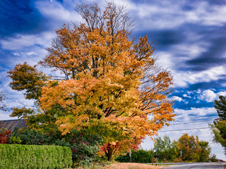 A tree in autumn color