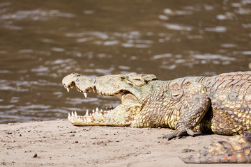 big nile crocodile Crocodylus niloticus, largest fresh water crocodile in Africa resting on sand in Awash Falls, Ethiopia, Africa wildlife