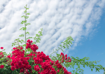 Climbing plants in the garden - red roses