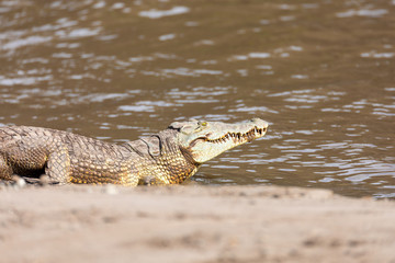 big nile crocodile Crocodylus niloticus, largest fresh water crocodile in Africa resting on sand in Awash Falls, Ethiopia, Africa wildlife