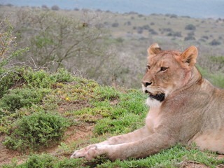 Lioness on the lookout