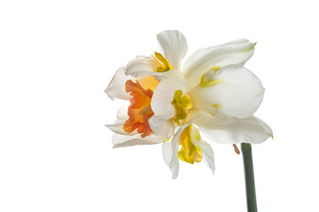 Fototapeta na wymiar Exotic narcissus flower Isolated on a white background.