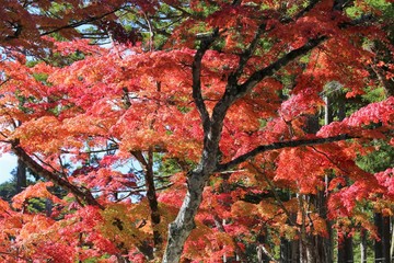 高野山の紅葉