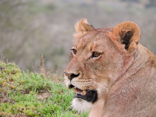 Obraz na płótnie Canvas Lioness on the lookout