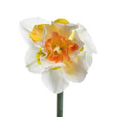 Naklejka na ściany i meble Exotic narcissus flower Isolated on a white background.