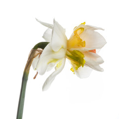 Exotic narcissus flower Isolated on a white background.