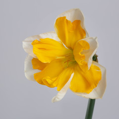 Daffodil flower with a bright yellow center isolated on a gray background.