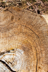 Naklejka premium Stump from a sawn tree in nature