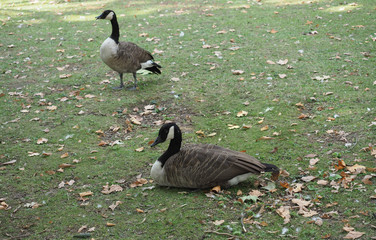 Canada Goose (Branta canadensis) animal of class Aves (birds)