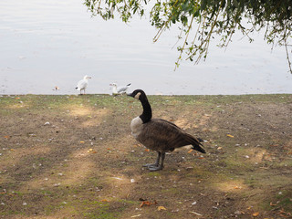 Canada Goose (Branta canadensis) animal of class Aves (birds)