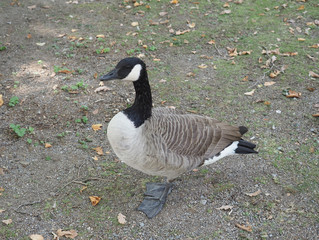 Canada Goose (Branta canadensis) animal of class Aves (birds)