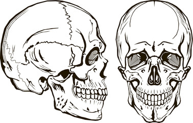vector skull, monogram, graphic illustration, side and front view, clip art