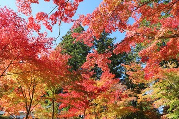 高野山の紅葉