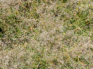 limonium latifolium - Lavance de mer ou statice à feuilles larges. Grappe de minuscules fleurs blanchâtres et séchées sur tiges érigées de fin d'été