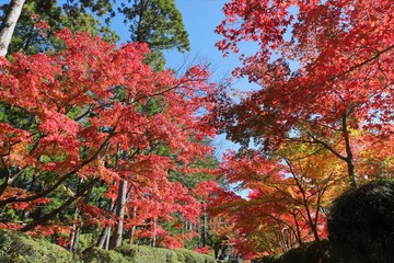高野山の紅葉