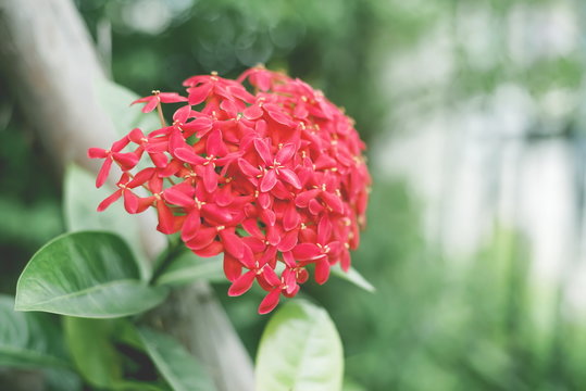 Red Ixora flower for colorful decoration.