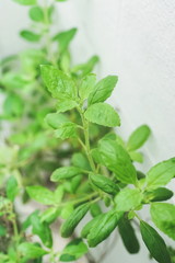 closed up Thai holy basil, healthy food.