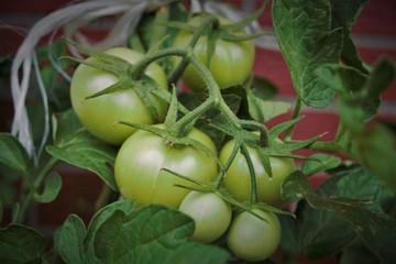 Unreife Tomaten