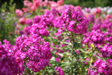 Pink flowers in the garden