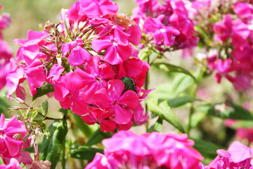 Beetle on pink flowers