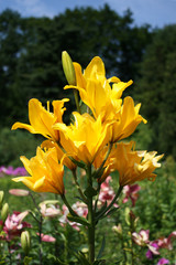 Fototapeta premium Yellow lilies in the garden