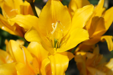 Yellow lilies in the garden
