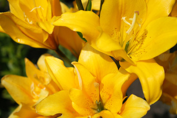 Fototapeta premium Yellow lilies in the garden