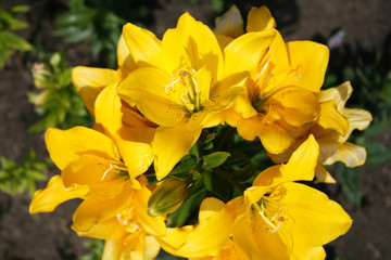 Obraz na płótnie Canvas Yellow lilies in the garden