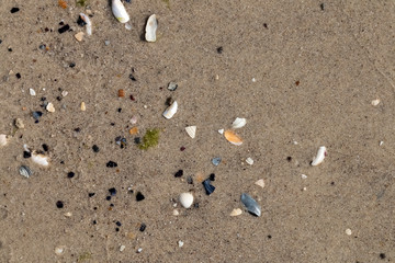 Fototapeta na wymiar Background, texture of wet coastal sand with shells.
