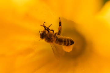 Bee on flower - Bee pollinating yellow pumpkin flower, sunny summer day, close up view