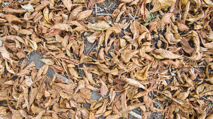 Yellow leaves background. yellow autumn leaves on the ground