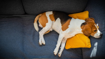 Dog lying, sleeping on the sofa on yellow pillow. Canine background