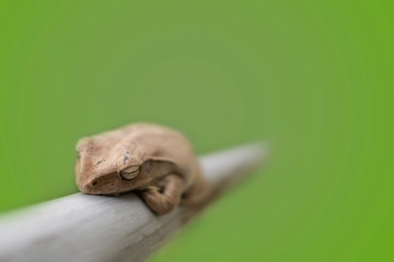 The Mission golden-eyed tree frog(Trachycephalus resinifictrix) is a large tree frog in thailand