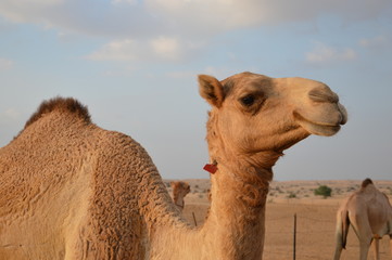 camel in desert