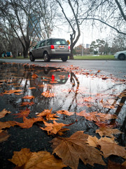 many maple leaf floating on the surface of water, with car on the road in background,in perth australia